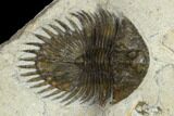 Long-Spined Thysanopeltis Trilobite - Bigaa, Morocco #119626-1